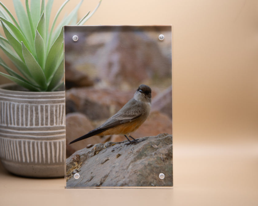 Flycatcher, Say's Phoebe