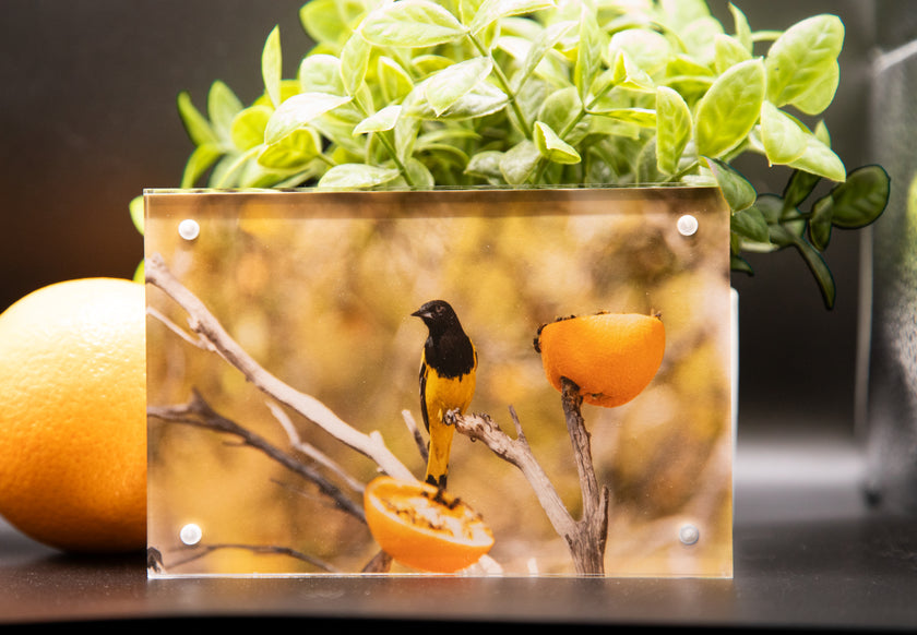 Scotts Oriole Bird Framed Print * Giclee Fine Art Print * Acrylic Frame Desktop