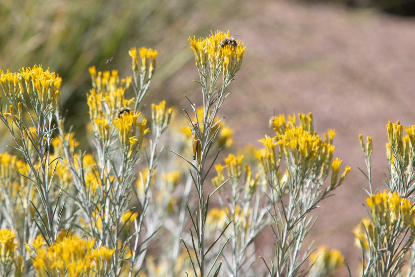Yellow Blooming Rabbitbrush Shrub * Giclee Print* Acrylic Desktop Print