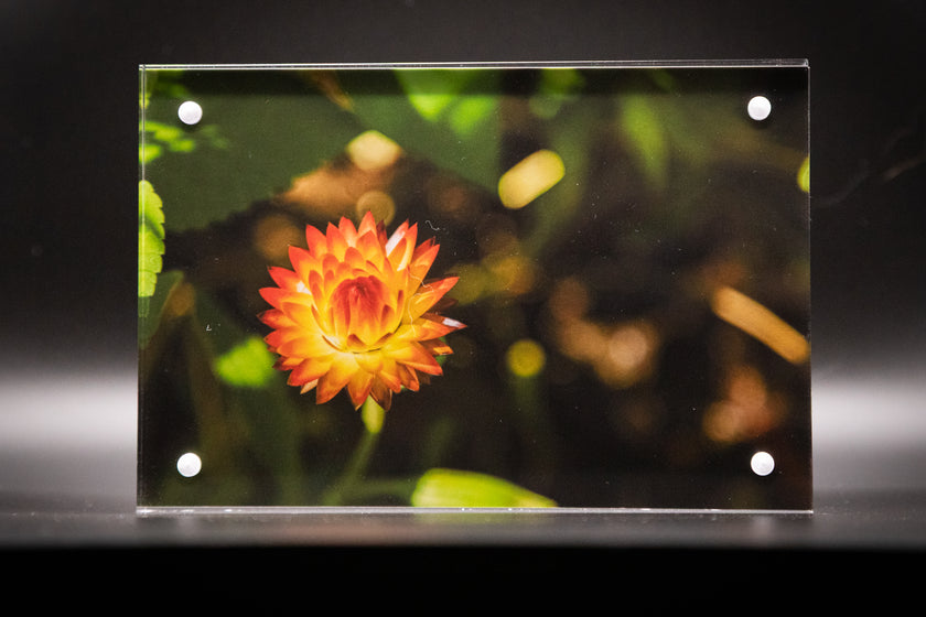 Strawflower  Framed Print * Giclee Fine Art Print * Acrylic Frame Desktop