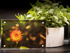 Strawflower  Framed Print * Giclee Fine Art Print * Acrylic Frame Desktop