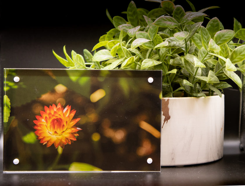 Strawflower  Framed Print * Giclee Fine Art Print * Acrylic Frame Desktop