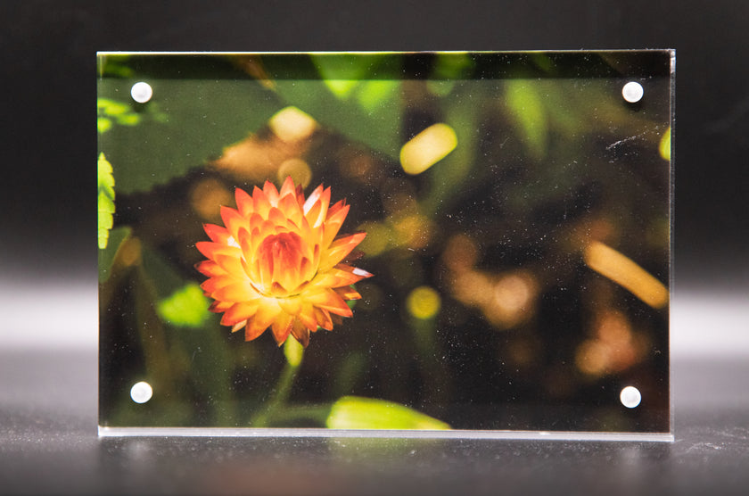 Strawflower  Framed Print * Giclee Fine Art Print * Acrylic Frame Desktop