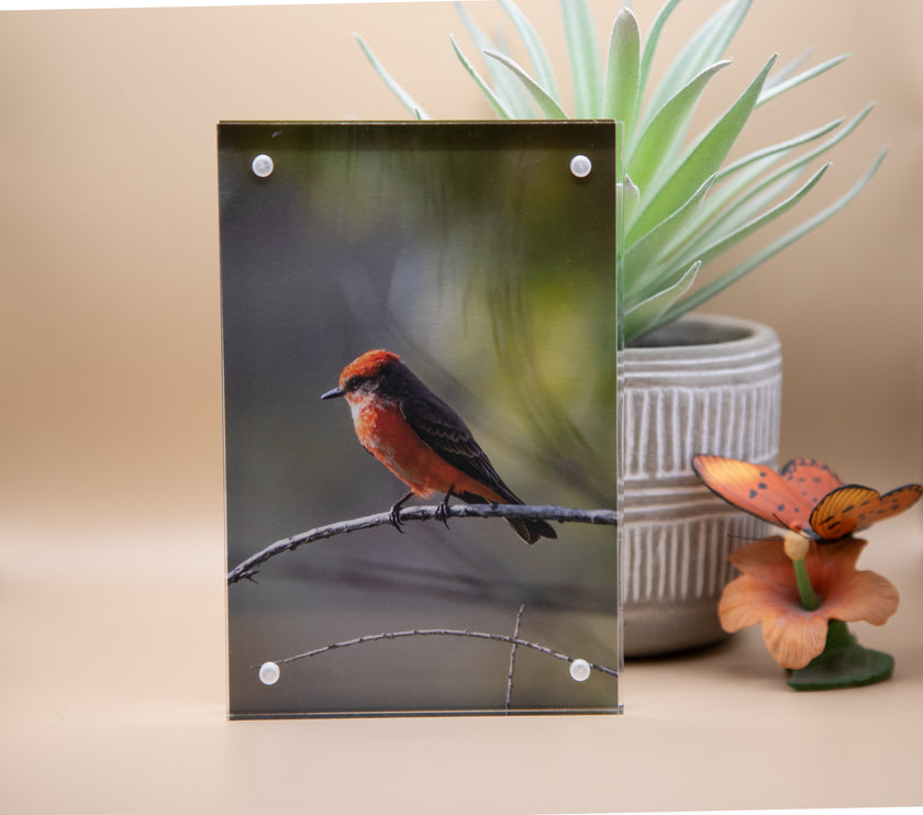 Flycatcher, Vermillion Juvenile Male