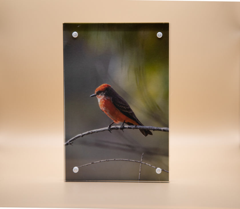 Flycatcher, Vermillion Juvenile Male