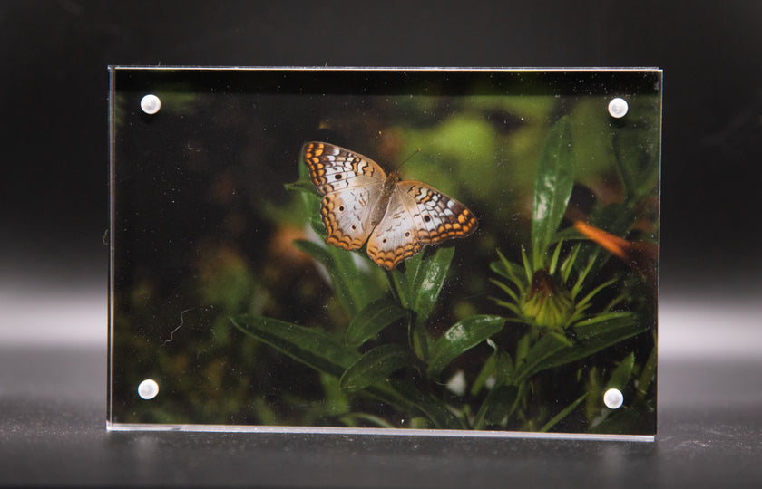 White Peacock Butterfly Framed Print * Giclee Fine Art Print * Acrylic Frame Desktop