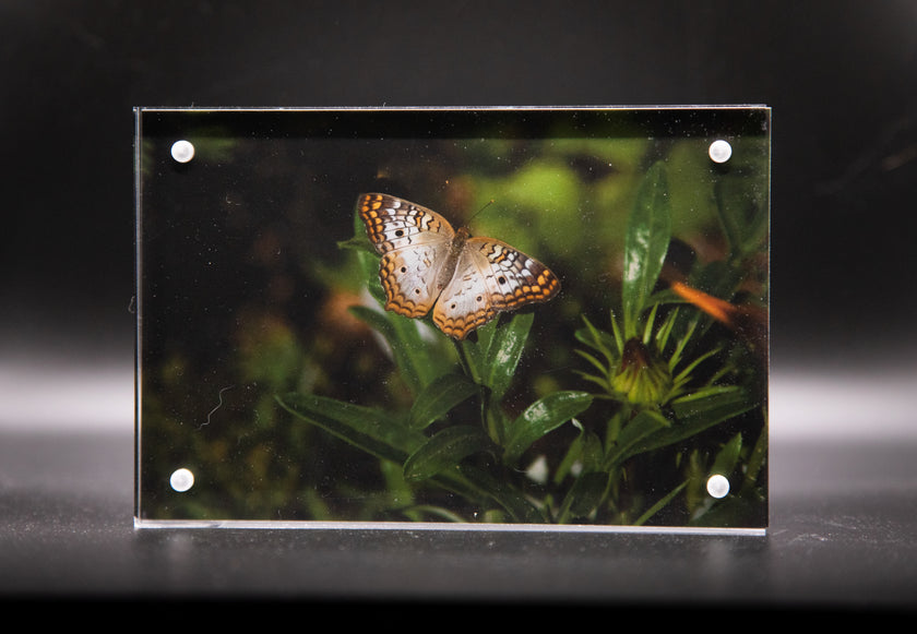 White Peacock Butterfly Framed Print * Giclee Fine Art Print * Acrylic Frame Desktop